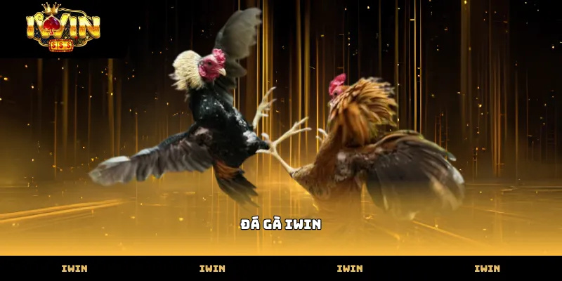 Đá Gà IWIN Các giống gà chiến dũng mãnh tại sảnh đá gà iwin